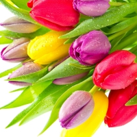 * Colorful tulips *