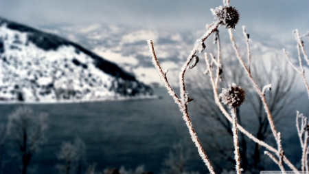 Winter wonderland - abstract, winter, frosted, photography, snow, frosty, landscape, scene, HD, grass, frozen, nature, macro, frost, mountains, wallpaper