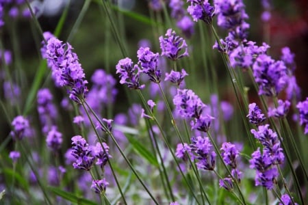 Lavender - nature, purple, flowers, flower, lavender