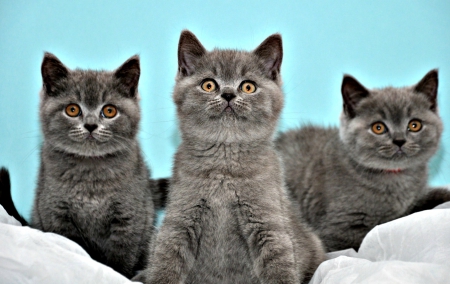 Kittens - cat, grey, blue, animal, kitten