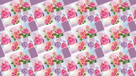 multiroses - roses, flowers, multiroses, pink and purple