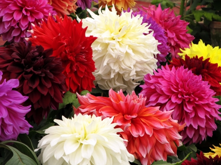 Dahlia - dahlia, white dahlia, red flowers, red dahlias, pink dahlia, nature, red dahlia, flowers, dahlias, white dahlias, flower