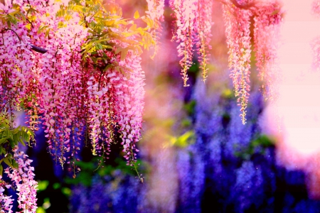 WISTERIA CURTAIN