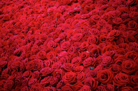 Roses - roses, red rose, red flower, red roses, many, flower, red flowers, flowers, red, rose