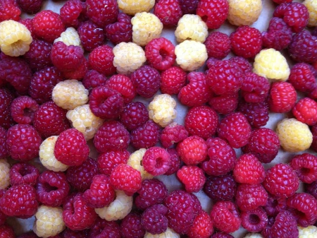 Raspberries - berries, berrry, raspberries, raspberry