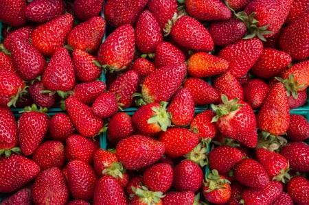 Wild Strawberries - strawberries, strawberry, wild strawberry, red berries, berry, berries, red berry, red, wild strawberries, wild