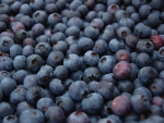 Blueberries