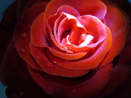 Glowing Rose - rose, glowing, pink, Bright