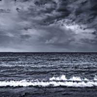 lone bird over sea waves on a beach in b&w