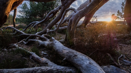 sunrise through beautiful deadwood - logs, branches, deadwood, rays, sunrise