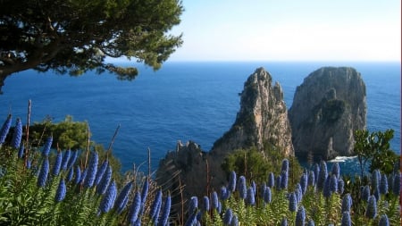 beautiful lupines over gorgeous seacoast - boulders, tree, flowers, sea, coast