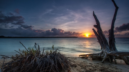 driftwood on a beach at sunset - beach, driftwood, clouds, sunset, sea