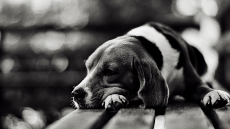 *** Sweet sleep *** - animal, animals, dogs, dog