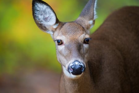 *** Deer *** - animal, animals, deers, deer