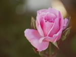 *** Pink rose ***