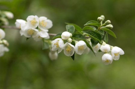 *** Flowering trees *** - nature, flowers, trees, flower