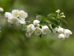 *** Flowering trees ***