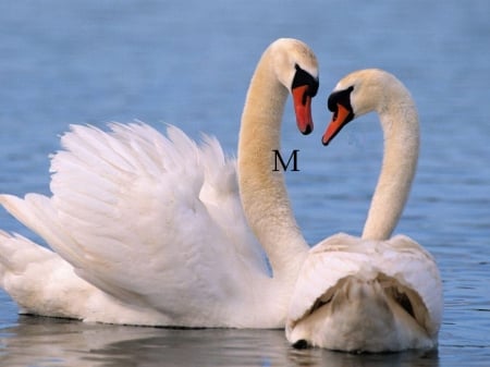 White Swans - bird, animal, White Swans, swan, love