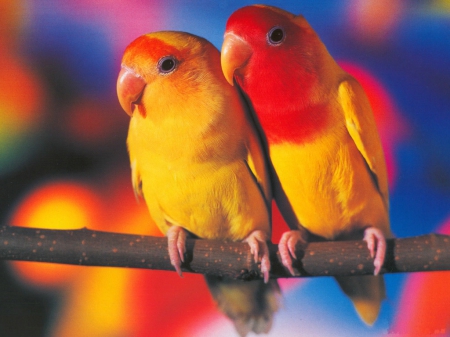 Lovely Parrots - love, parrot, animal, lovely parrots, bird