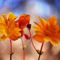 Orange Flowers