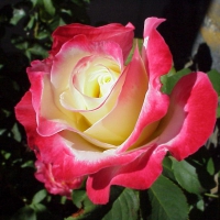 Beautiful Red Rose