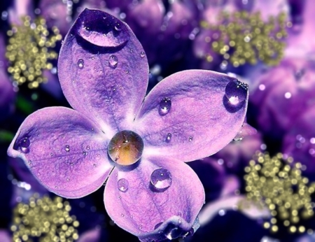 Purple with gold - dust, Purple, dew, drops, lilac, gold, flower