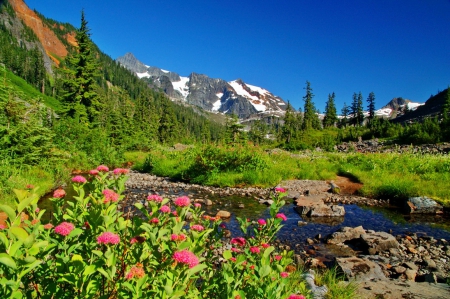 Mountain beauty - nice, carpet, greenery, stream, spring, creek, river, snowy, landscape, mountain, summer, shore, lovely, nature, beautiful, flowers, stones