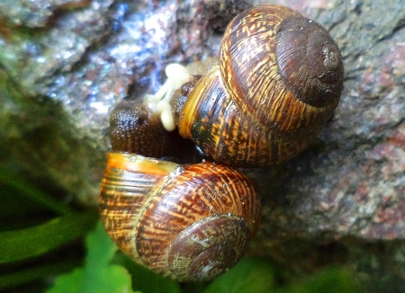 Snails Love. - nature, summer, others, animals