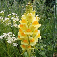 Meadows Flowers.