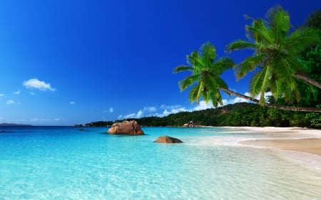 Beach - water, nature, tree, Beach