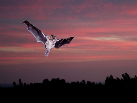 Bat - animal, nature, bat, bird