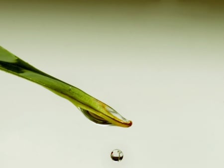 water drop - plants, drop, water, green