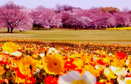 SPRING PARK - flowers, trees, garden, spring, park