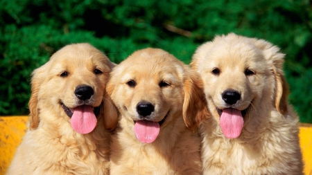 THREE OF A KIND - dogs, adorable, cute, triplets