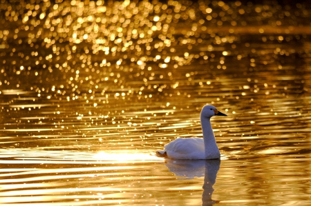 LONE SWIMMER - sunnsets, swan, sunrise, lake, swims