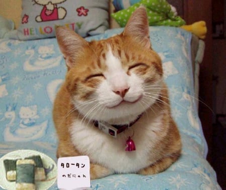 DONT WORRY BE HAPPY  PURR - smile, adorable, cute, cat