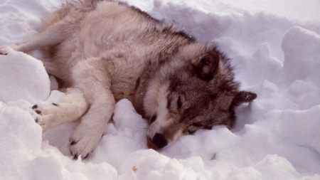 peace in the snow - lupus, peace in the snow, black, quotes, wolf, white, howling wolf, abstract, grey, animal, canis, arctic