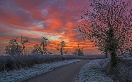 Morning Glow - ice, sky, trees, clouds, frost, sunset, colors, path