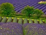 Lavender field