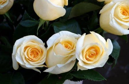 Reses - flowers, roses, nature, rose, flower, bouquet, bouquets