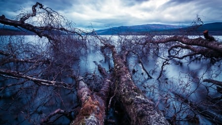 fallen trees in a lake - lake, clouds, fallen, branches, trees