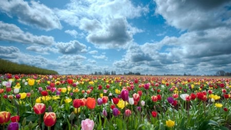 a sea of tulips on a clear summer day - fields, colors, flowers, clouds