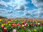 a sea of tulips on a clear summer day