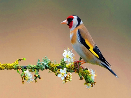 Goldfinch - blooms, goldfinch, colors, bird