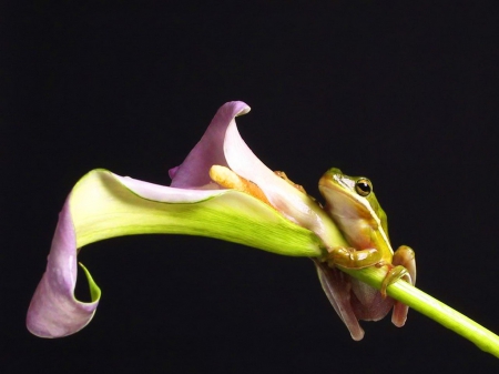 Hang on - black, lily, frog, flower