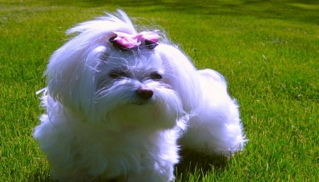 White Doggy - nose, fluffy, animals, eyes, furry, legs, paws, nature, white, bow, dog, dogs, green, grass, shadow