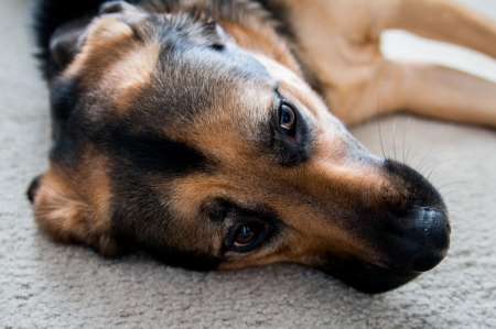 German shepherd - animal, pretty, cute, animals, beautiful, sweet, puppy, puppys, dogs, lovely, dog