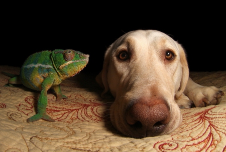 Cameleon and dog - animal, pretty, cute, animals, beautiful, sweet, puppy, puppys, dogs, lovely, dog