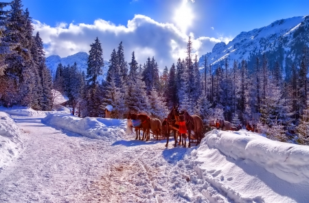 Winter - Tatry - Poland - snowflakes, splendor, snow, photo, sky, sun, trees, winter, beautiful, photography, lovely, tree, wonderful, ice, nature, snowflake, cold