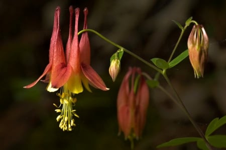 Flower - flower, pink, green, beautiful